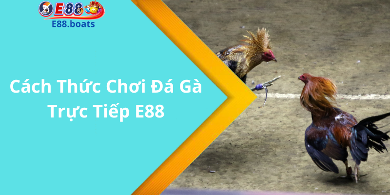 Cách Thức Chơi Đá Gà Trực Tiếp E88