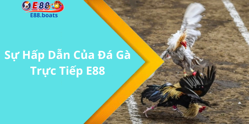 Sự Hấp Dẫn Của Đá Gà Trực Tiếp E88